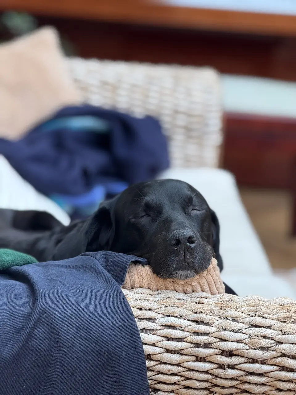 Dog-friendly places to stay in Essex